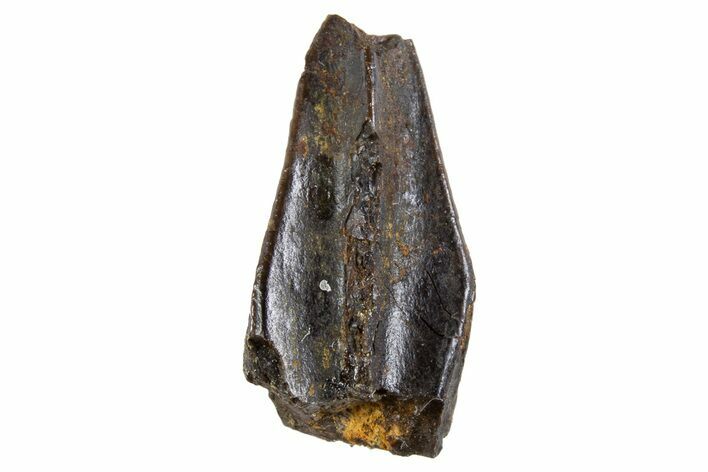 Fossil Hadrosaur (Edmontosaurus) Partial Tooth - Montana #340934